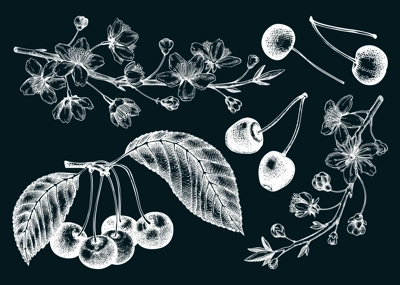Hand drawn fruit tree illustration on chalkboard. Vintage cherry blossom drawings. Vector cherry berries, leaves, flowering branches sketches. Vintage Sakura design